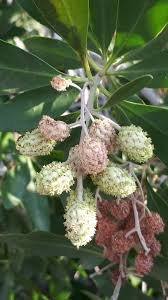 Image result for Conocarpus