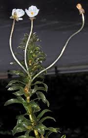 Image result for Geigeria engleriana