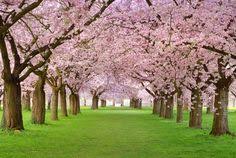 Spring is also when new england's famous sugar maple trees begins to run. 10 Places Spring In Ne Ideas New England Spring England