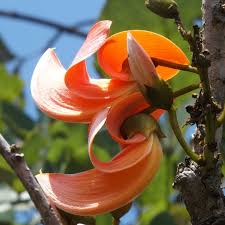 Image result for Limnophyton obtusifolium