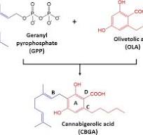 Olivetolate - an overview | ScienceDirect Topics