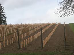 Diy tree stump side table. Using Grow Tubes In Vineyards Grapes