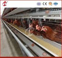 Meilleure cage à poules type H, cage de reproduction, cage pour pondeuses,  coopérative en bois pour poules en Chine, échantillon disponible,  caractéristiques intelligentes, poulailler pour poules ...