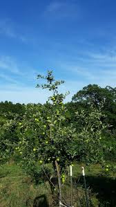 Maybe you would like to learn more about one of these? Big Box Store Fruit Trees What S Your Experience General Fruit Growing Growing Fruit