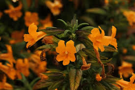 Maybe you would like to learn more about one of these? Sticky Monkeyflower Diplacus Aurantiacus Cpp California Phenology Project