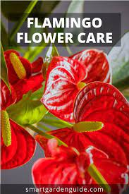 Flamingo Flower Care Learn How To Grow And Care For Anthurium Plants Flamingo Flowers Flamingo Flower Anthurium Plant Flower Care