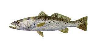 Speckled Trout Pictures Trout Art Fish Trout