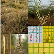Image result for Brachyachne patentiflora