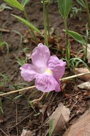 Image result for Siphonochilus