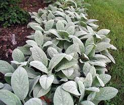 » search the lamb's ears database: Pin On Plant Life