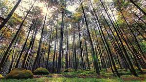 Puncak bogor merupakan tempat yang terkenal karena lingkungan alamnya yang asri. 20 Tempat Wisata Di Puncak Bogor Paling Indah Bagaikan Surga Tempat Wisata Di Puncak Bogor