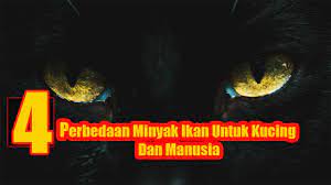 Wwaaww Inilah Perbedaan Minyak Ikan Untuk Kucing Dan Manusia Youtube