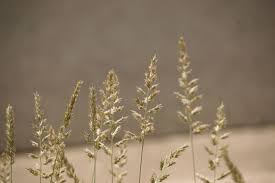 Image result for Enneapogon cenchroides