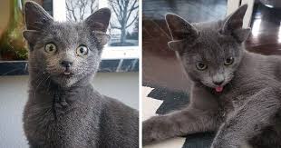 Rescue Kitten With Two Sets Of Ears Becomes An Internet Sensation | Bored  Panda