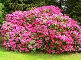 Pin By Hannah Crouch On Flowers For The Home And For The Yard Beautiful Gardens Garden Hedges Landscape Decor Diy