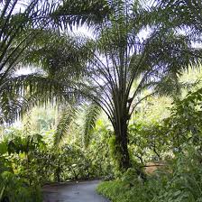 Image result for Elaeis guineensis