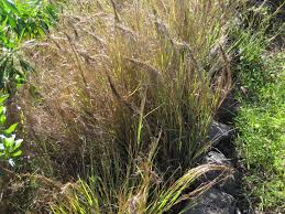 Image result for Heteropogon contortus
