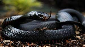 The black mamba doesn't have to worry too much about predators out there in the wild. Watch This Man Catching Black Mamba One Of The Most Deadliest Snakes In The World Will Give You Nightmares Life News India Tv