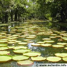 See more of le jardin de pamplemousses on facebook. Le Jardin De Pamplemousses Au Coeur De L Ile Maurice