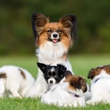 .papillon and banco, papillon follows the epic story of henri papillon charrière (charlie papillon forms an unlikely alliance with quirky convicted counterfeiter louis dega (rami malek), who. Papillon Breed Information Characteristics Heath Problems Dogzone Com