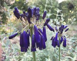 Image result for Agapanthus inapertus