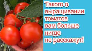 Уникальные советы агронома: почему не стоит удалять листья на томатах! Узнайте все, прежде чем делать это!