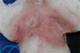 Dog Skin Allergy Symptoms