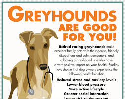 It is believed the rampur greyhound descends from early afghan hounds, with their present day appearance due to extensive crosses to the greyhound in the 19th century to improve the breed's speed. Italian Greyhound Whippet Spanish Greyhound Sloughi Dog Annual Meeting Mammal Text Png Pngegg