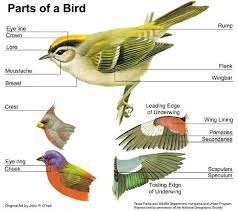 Junior Master Gardener Wildlife Gardener Kus Montessori