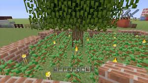 Brown mushroom, red mushroom, sugar canes. How To Grow Cactus In Minecraft