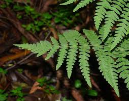 Image result for Histiopteris