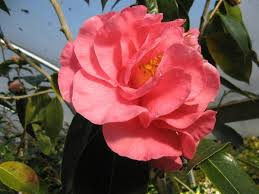 Camelliaweb Com Camellia Flower Power Grafting