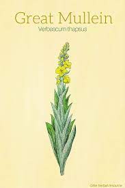 Great Mullein Health Benefits And Side Effects Herbalism Herbal Plants Herbs