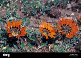 Image result for Gazania krebsiana