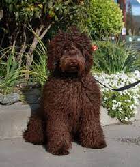 16 Labradoodles Ideas Puppies Chocolate Labradoodle Dogs And Puppies