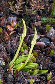 Image result for Ophioglossum thomasii