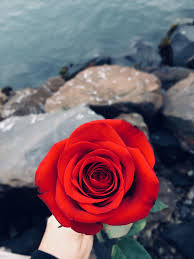 Only For You My Love Flower Wallpaper Rose Wallpaper Red Roses