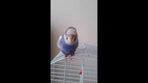 3 Aylik Muhabbet Kusu Mavis Konusuyor Youtube