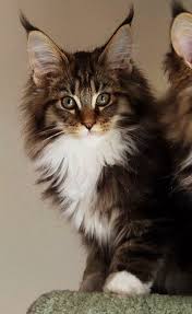 Pin On Beautiful Cats