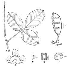 Image result for Macropsychanthus