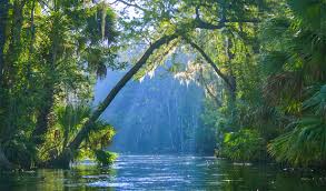Personal flotation devices/life jackets and paddles are provided with all rentals. The Silver River Florida Paddle Notes