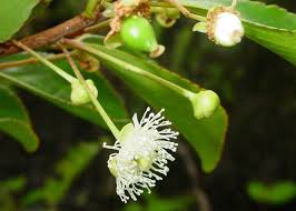 Image result for Aphloiaceae