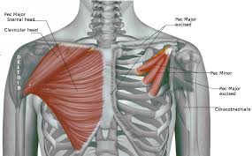 Freetrainers.com has a vast selection of exercises which are used throughout our workout plans. Anatomy Of Chest Muscles Anatomy Drawing Diagram
