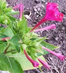 Versuchen sie zu jedem punkt einen vorschlag zu machen. Wie Heisst Diese Pink Bluhende Pflanze Pflanzen Garten Bestimmung