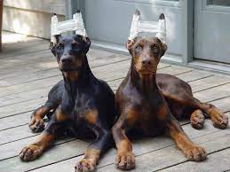 Eli5 Why Some Dog Breeds Get Their Tails Lobbed Off Explainlikeimfive