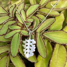 Image result for Cineraria pinnata