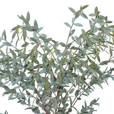 Image result for Eucalyptus