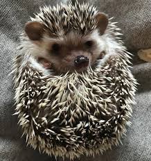 Today S Hedgieoftheday Is Minnie Hedgehog Repost Minnie Hedgehog Hedgehog Erizo Erizodetierra Hedgie He Sleeping Animals Hedgehog Pet Cute Hedgehog