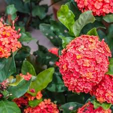 Image result for Ixora nana