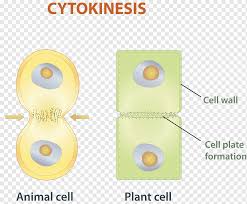 The process of cell division whereby the chromosomes are duplicated and distributed equally to the daughter cells is called mitosis. Anaphase Body Jewelry Mitosis Cell Cell Division Interphase Chromosome Spindle Apparatus Cell Cycle Anaphase Mitosis Cell Png Pngwing